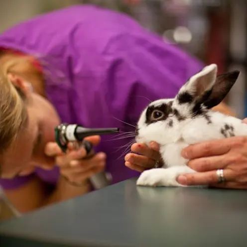 Woman in purple checking a bunny.